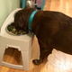 Abby eating her gourmet $48.95 meal. (Photo: Aimee Levitt)